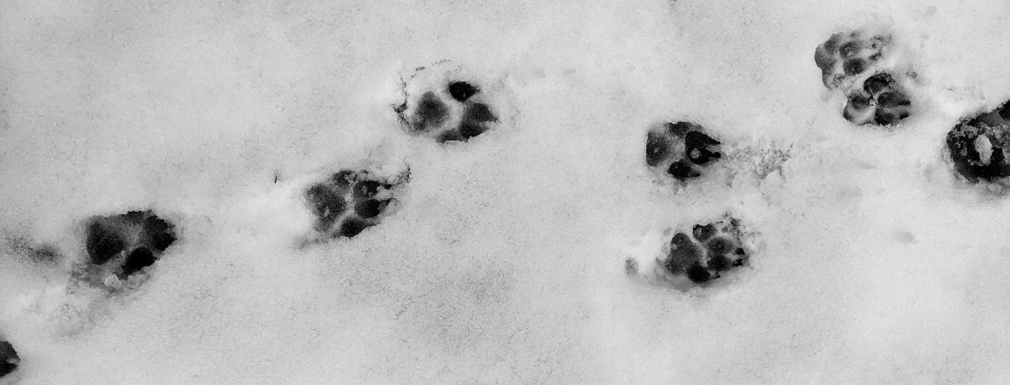 Blockchain seo case study